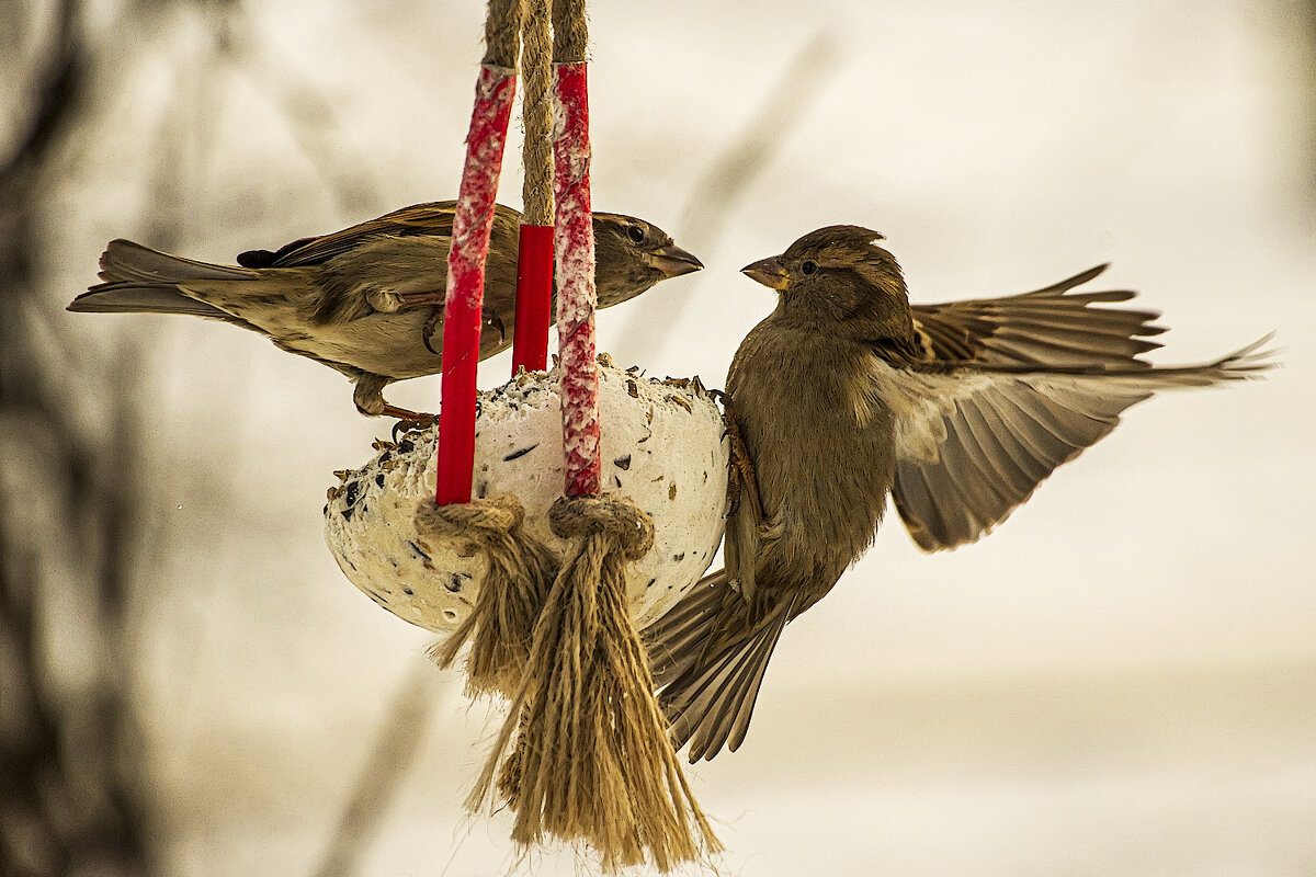 Конфликт. - Александр Конфликт. - Александр