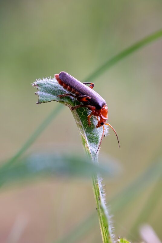 Жучок - Павел Шинкарёв