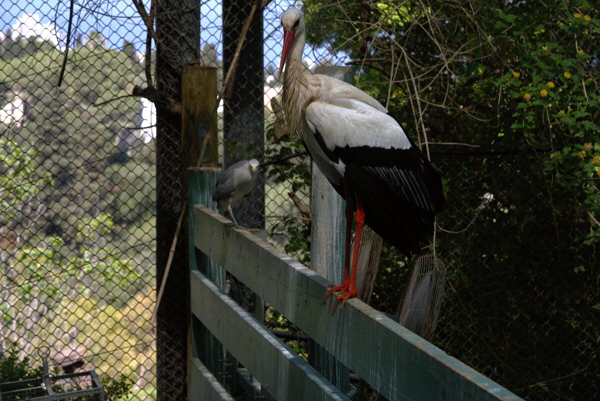 Зоопарк Хайфы 12 июня 2025 г. - ujgcvbif 