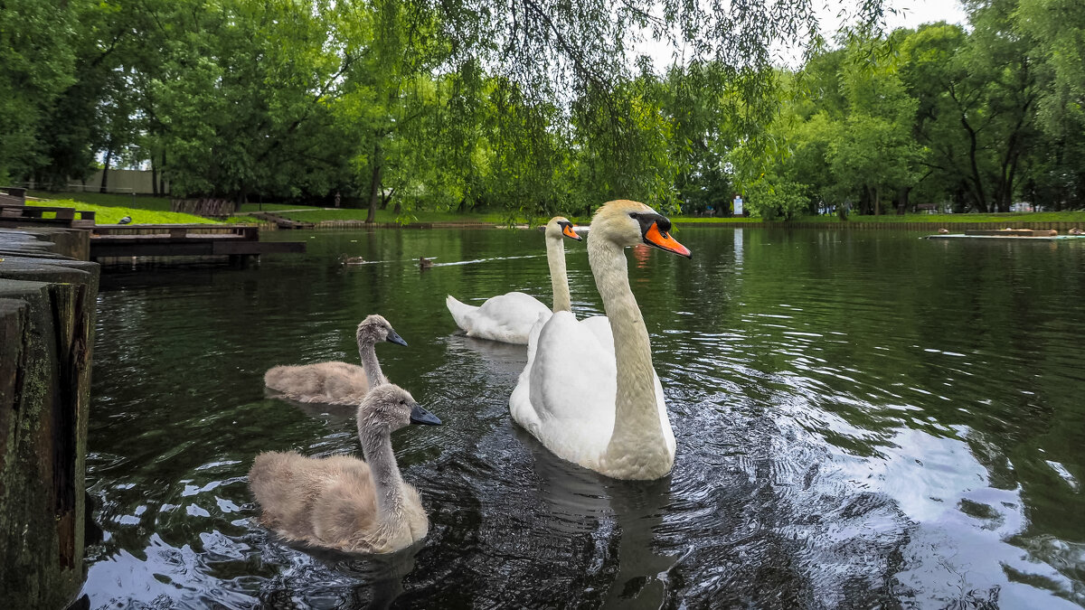 ***** - юрий поляков