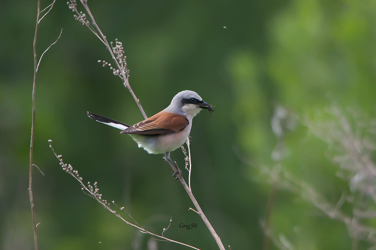 Жулан - Светлана Григорьева