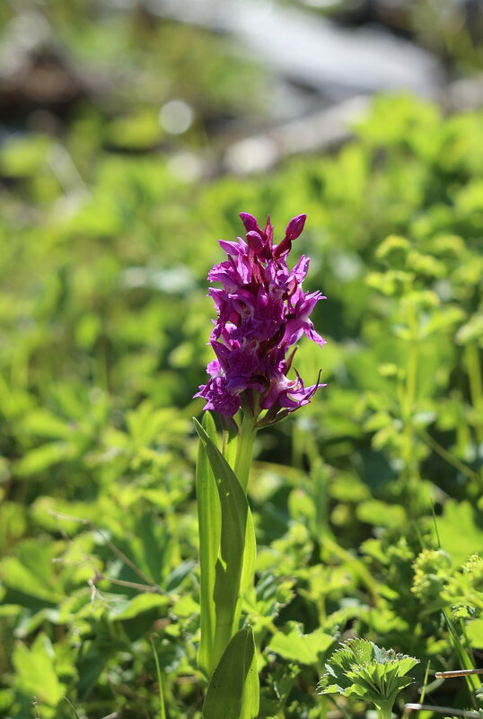 Украшение на камнях - Александр Кондаков Украшение на камнях - Александр Кондаков