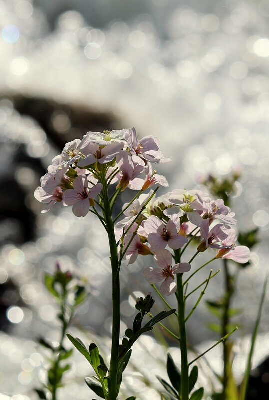 Бреск на фоне брызг - Александр Кондаков Бреск на фоне брызг - Александр Кондаков