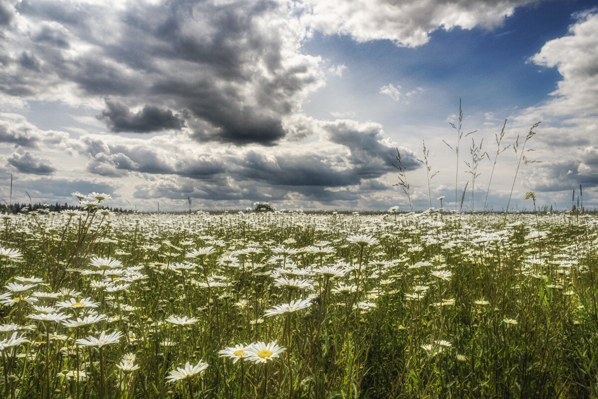 Ромашковое лето - Владимир 