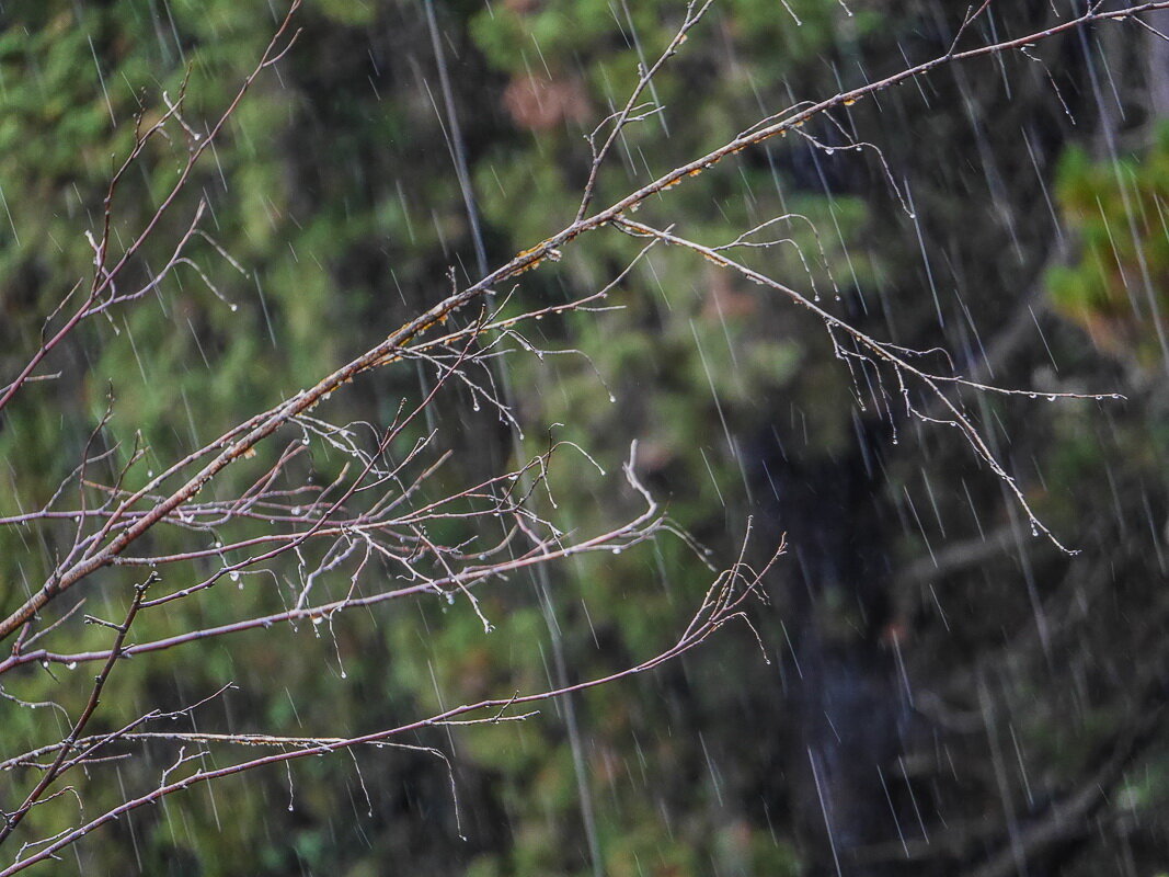 Дождь - Наталья Rosenwasser