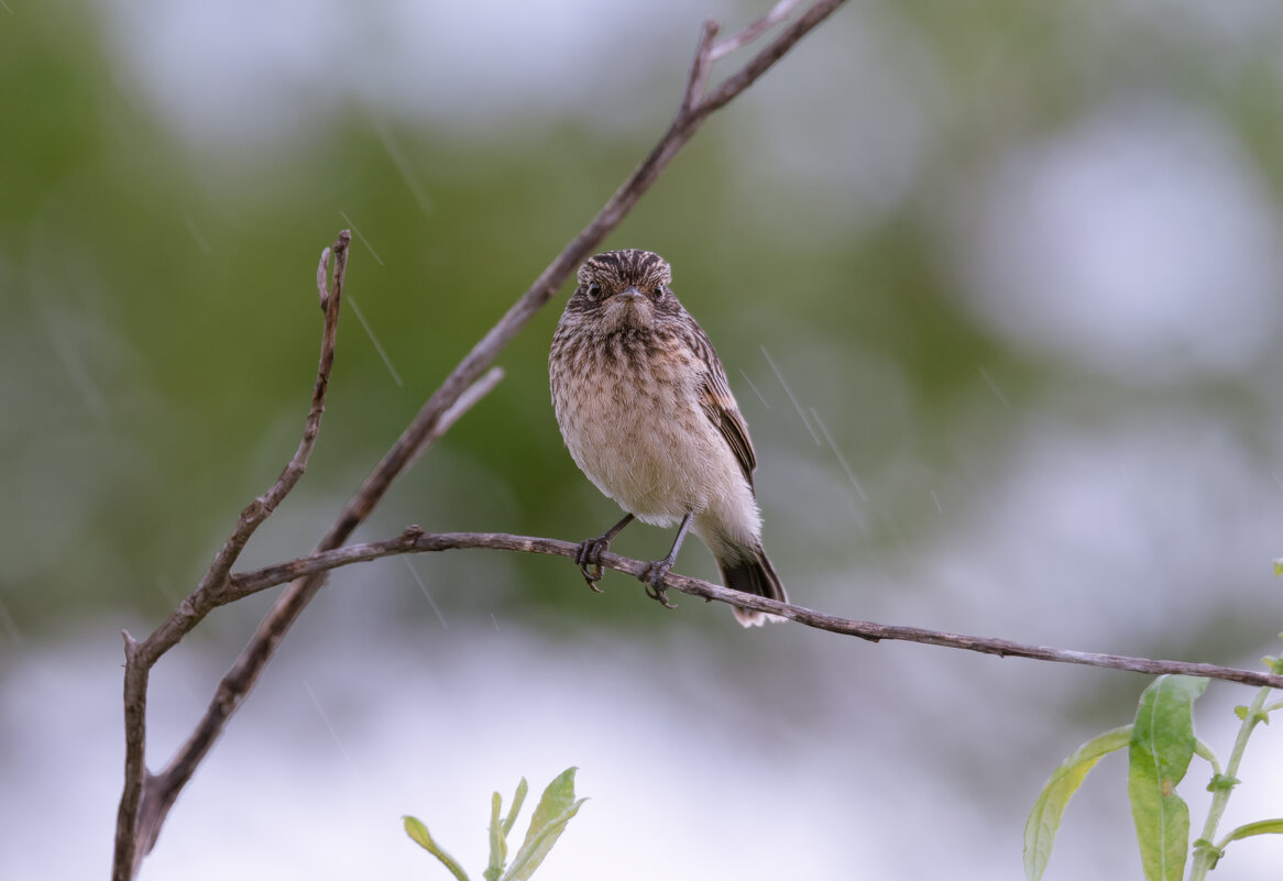 ПЕРВЫЙ В ЖИЗНИ ДОЖДЬ - Володька Завитушкин ПЕРВЫЙ В ЖИЗНИ ДОЖДЬ - Володька Завитушкин