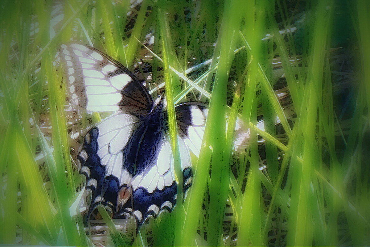 Притаился... - Владимир Шошин