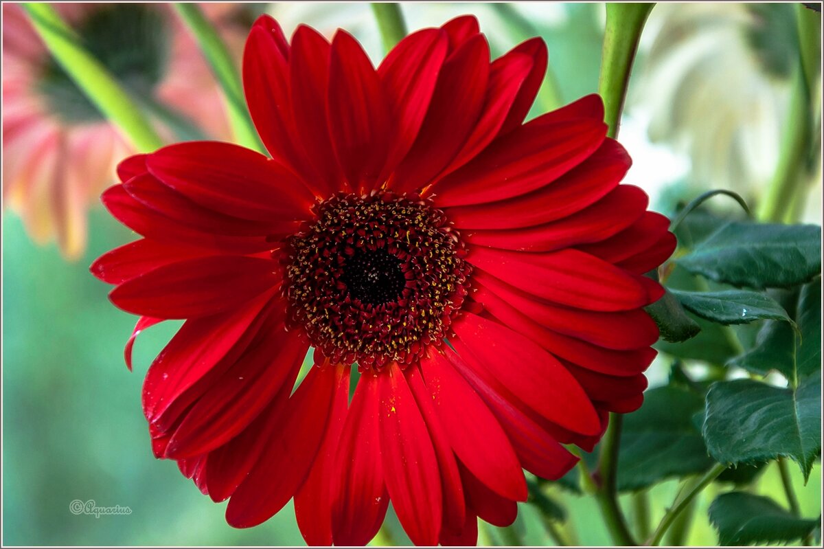 Про герберы... - Aquarius - Сергей