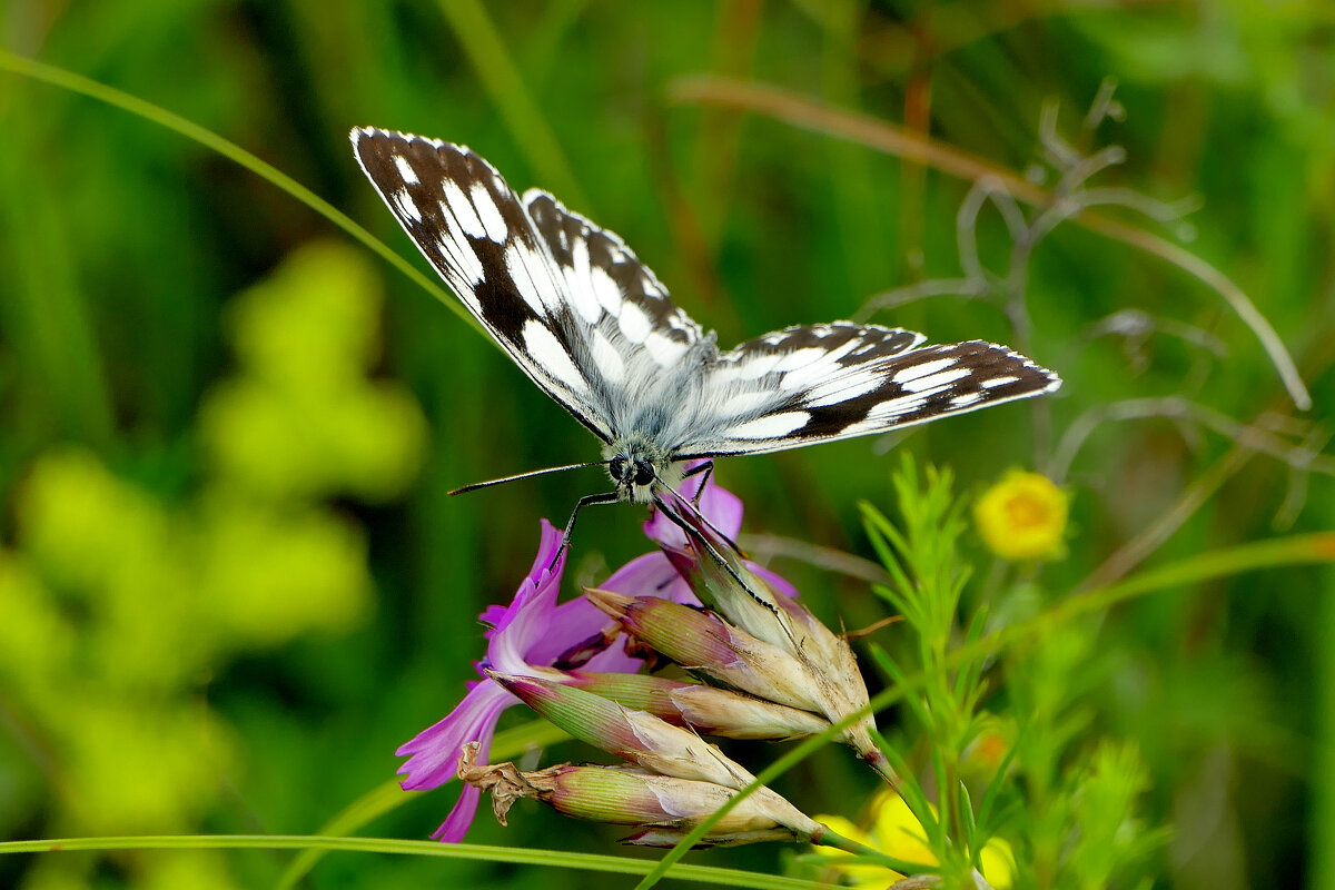 в последний день июня 4 - Александр Прокудин