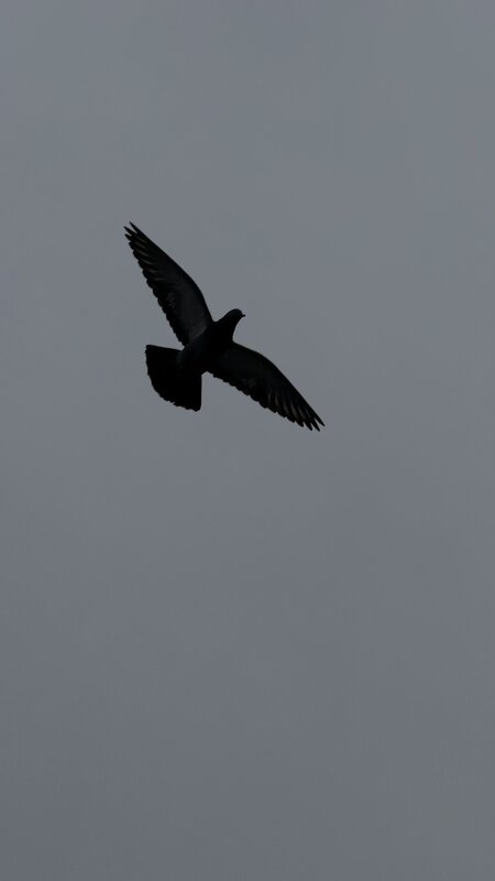 Голубь - mvictoriya 