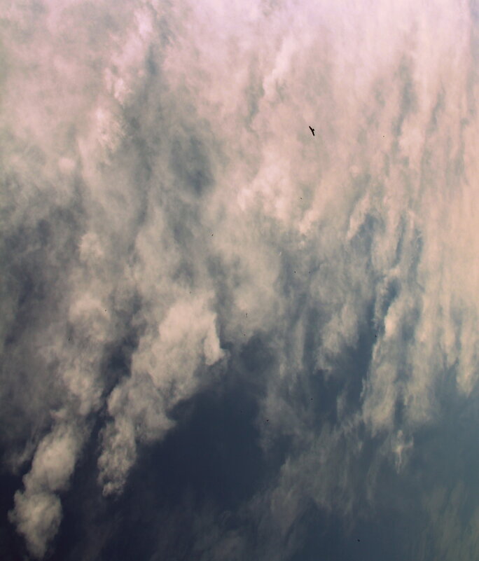 Хищник - Елена Минина