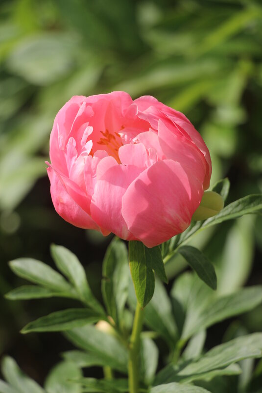 Цветочное настроение. Пион - Наталья Герасимова Цветочное настроение. Пион - Наталья Герасимова