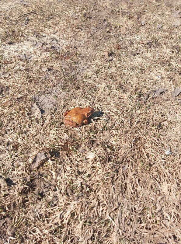 Оранжевая жаба - Ксения Оранжевая жаба - Ксения