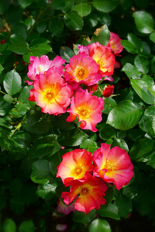 Летние розы - Ольга 