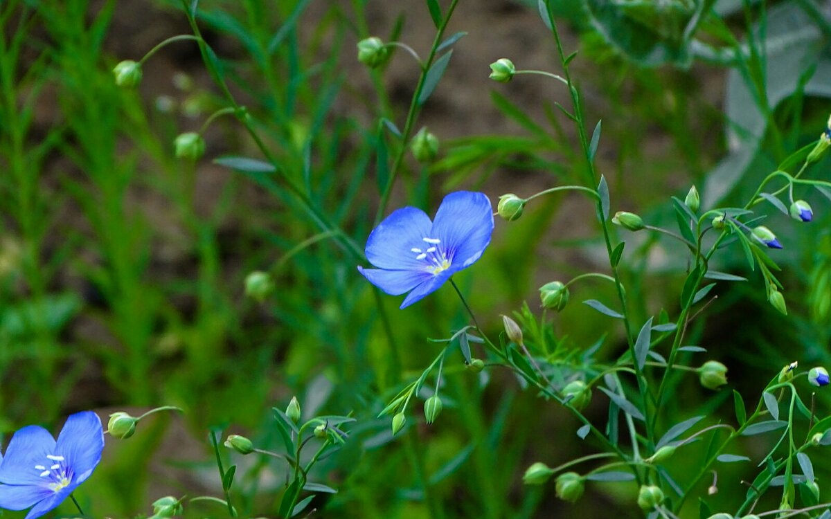 Ленок - Милешкин Владимир Алексеевич 