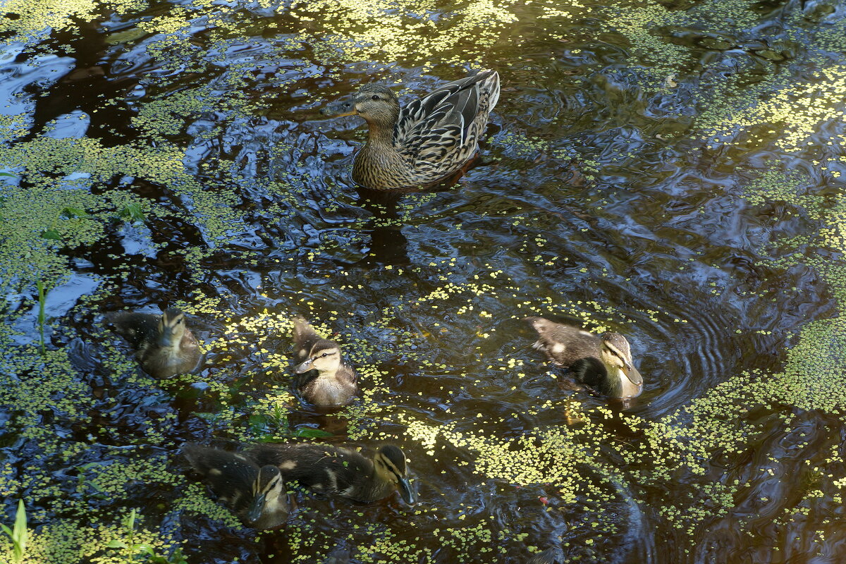 семейка - zavitok *