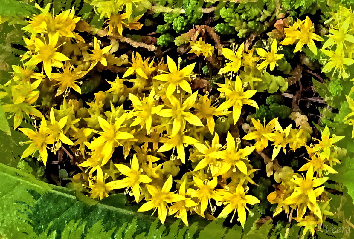 Цветы у дороги - Veera V