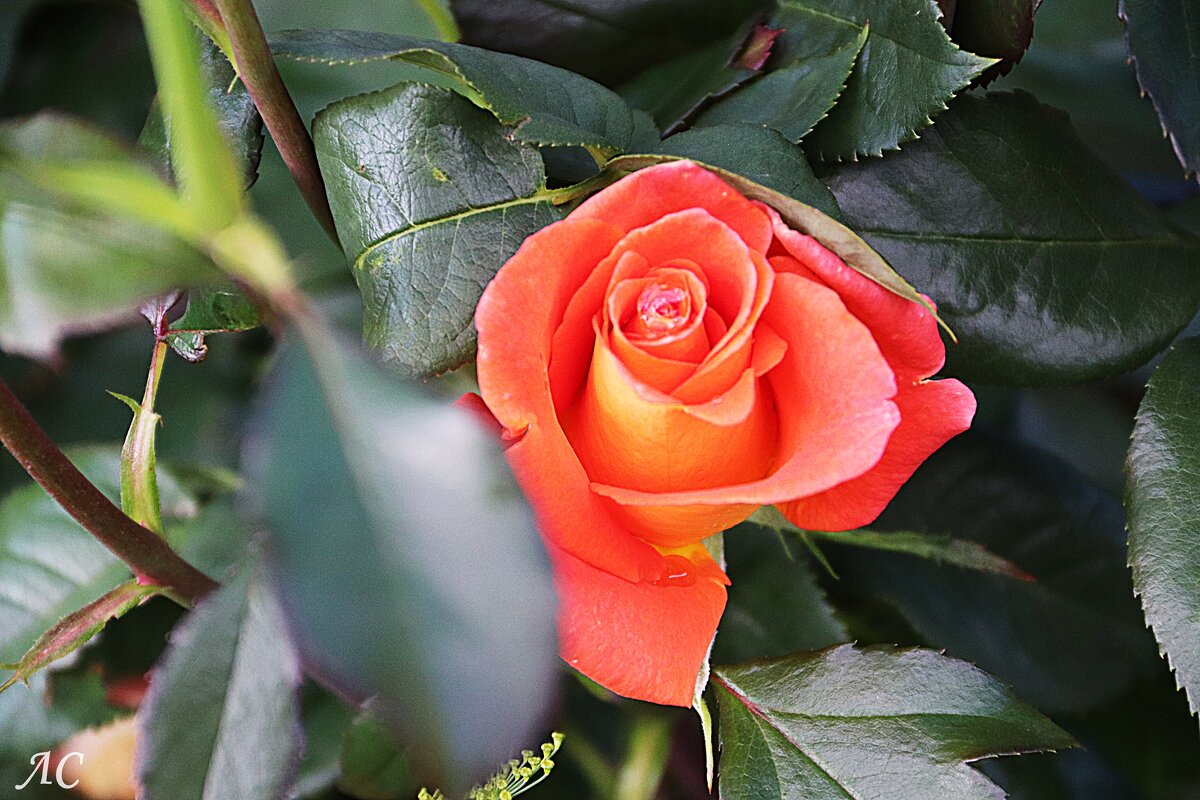 Розы, ах розы! (серия) - Любовь Сахарова