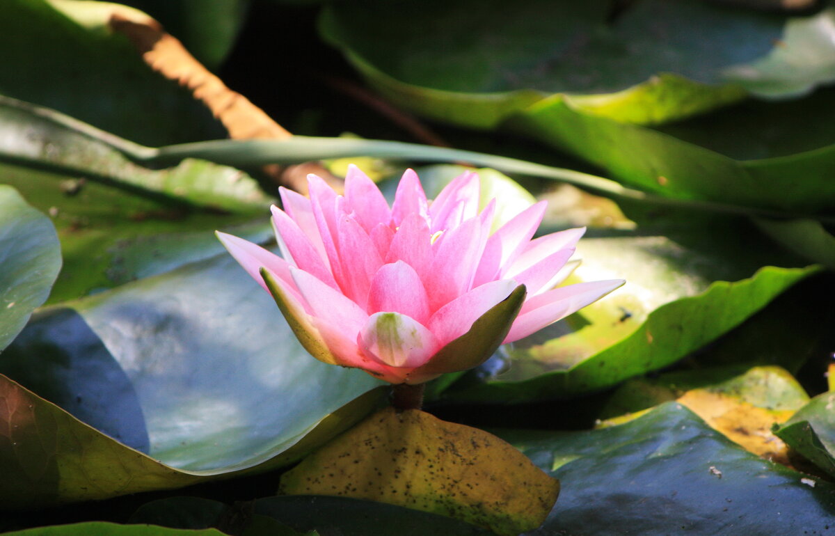 ... - Константин Штарк