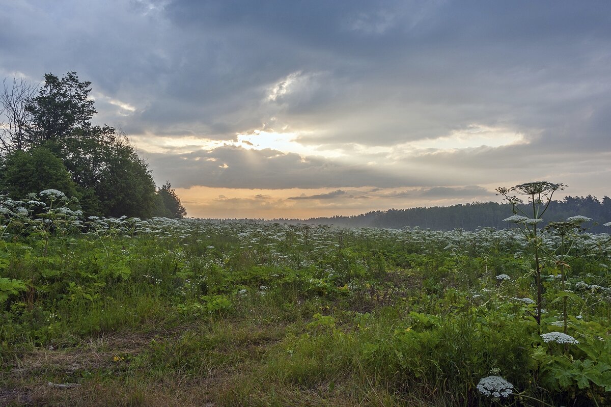 В царстве борщевика - Валерий Иванович