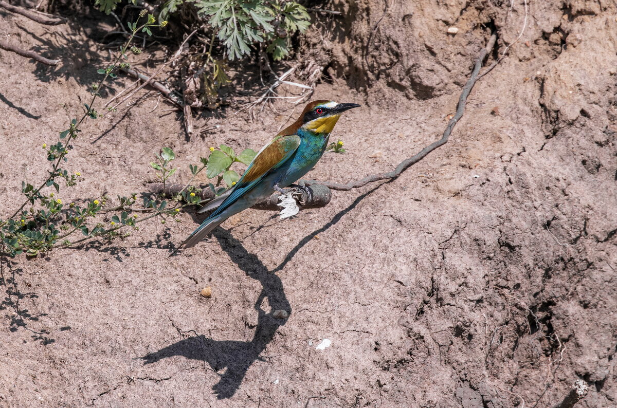 щурки. - юрий макаров