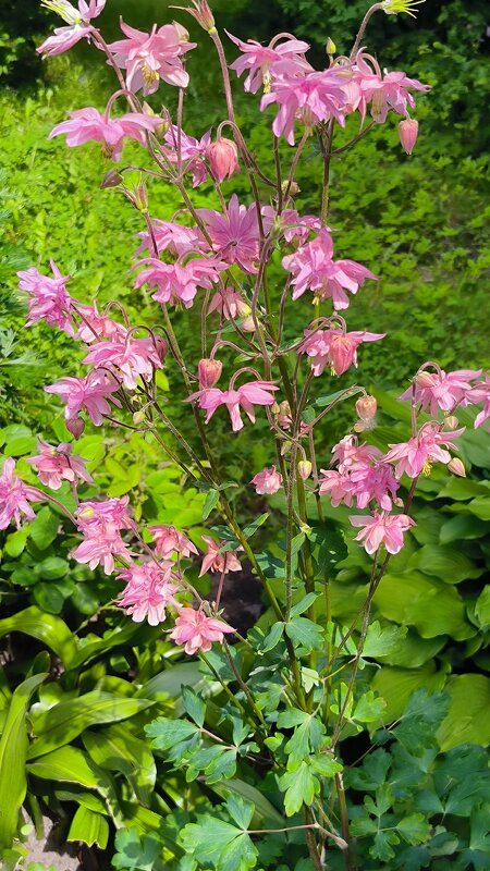 Привет, июль! - Ольга 