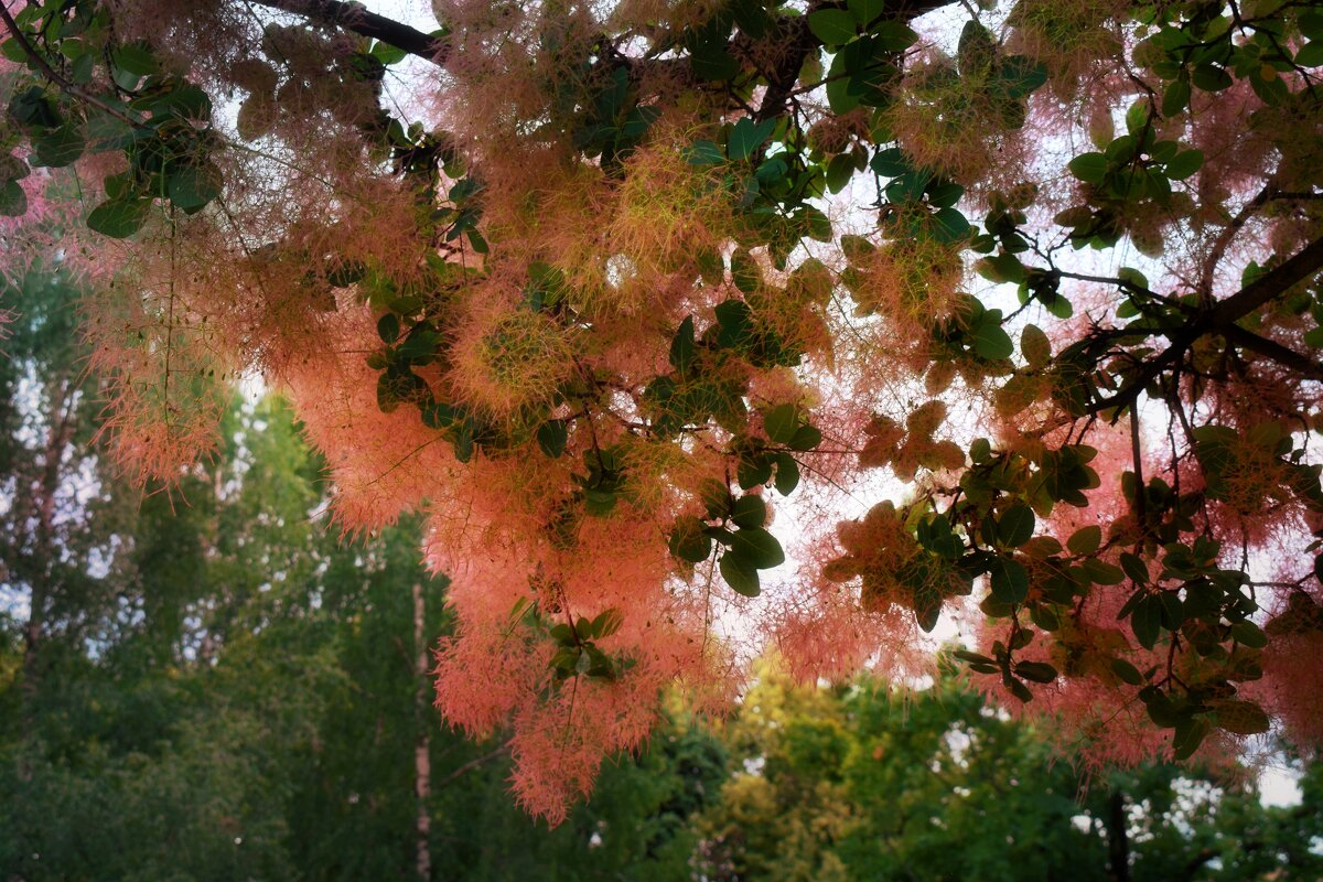 Листочки скумпии. - Татьяна Помогалова Листочки скумпии. - Татьяна Помогалова