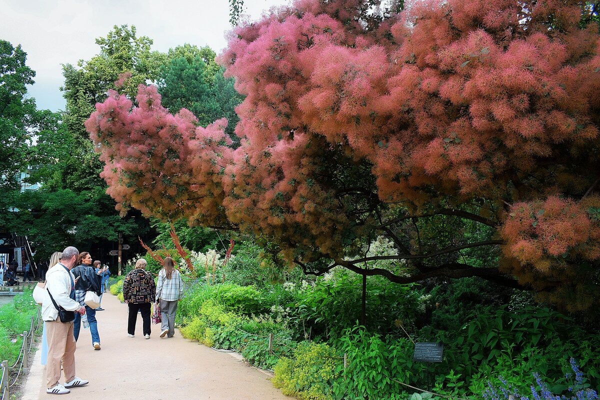 Дымное, (париковое) дерево - Татьяна Помогалова