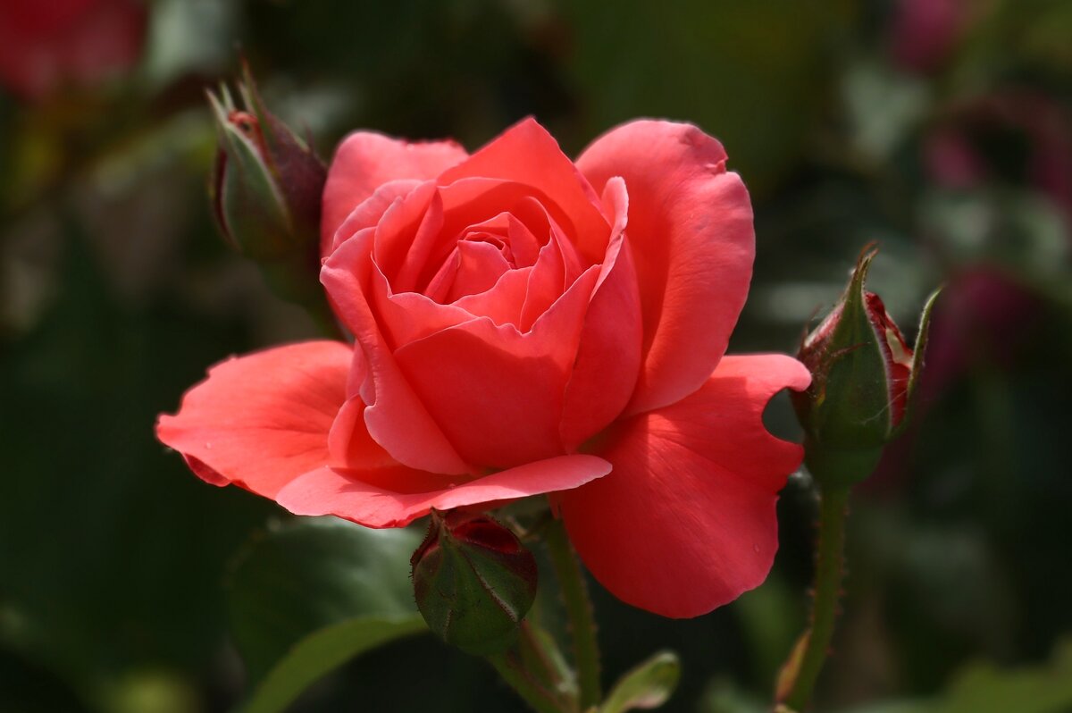 Доброе утро - Юрий. Шмаков