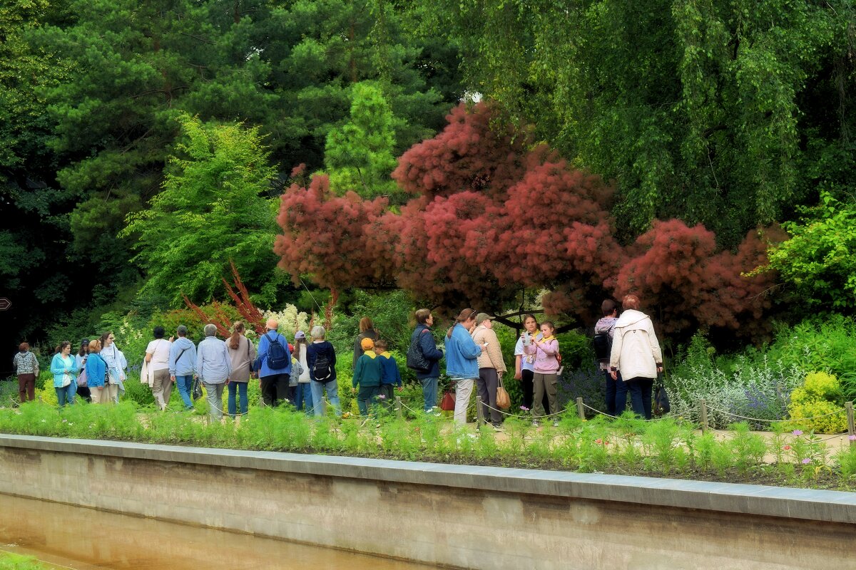 Скумпия кожевенная цветёт в Аптекарском огороде. - Татьяна Помогалова