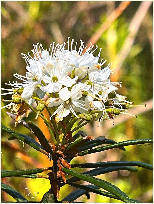 Цветущий багульник. - Валерия Комова