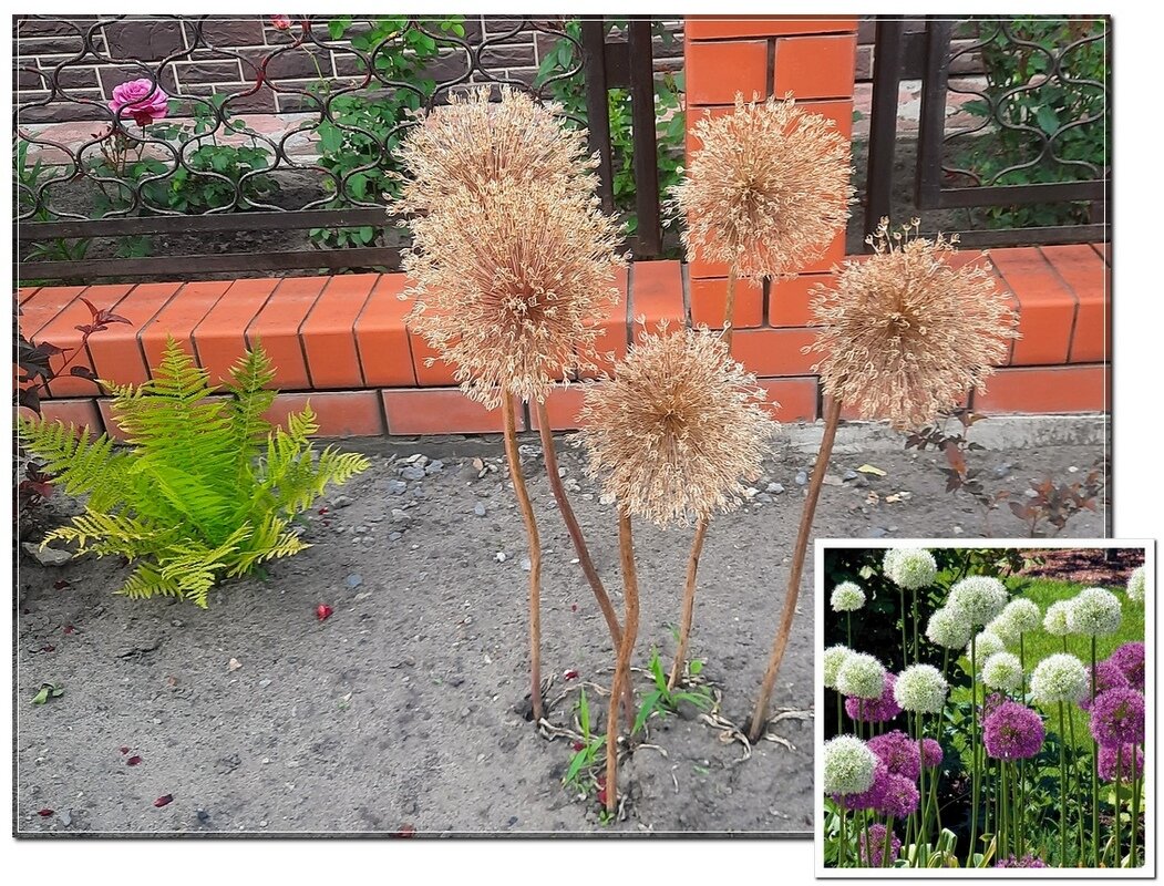 Аллиум - Сеня Белгородский