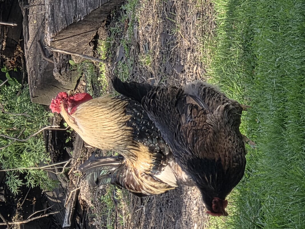 На прогулке - Алексей Домрин