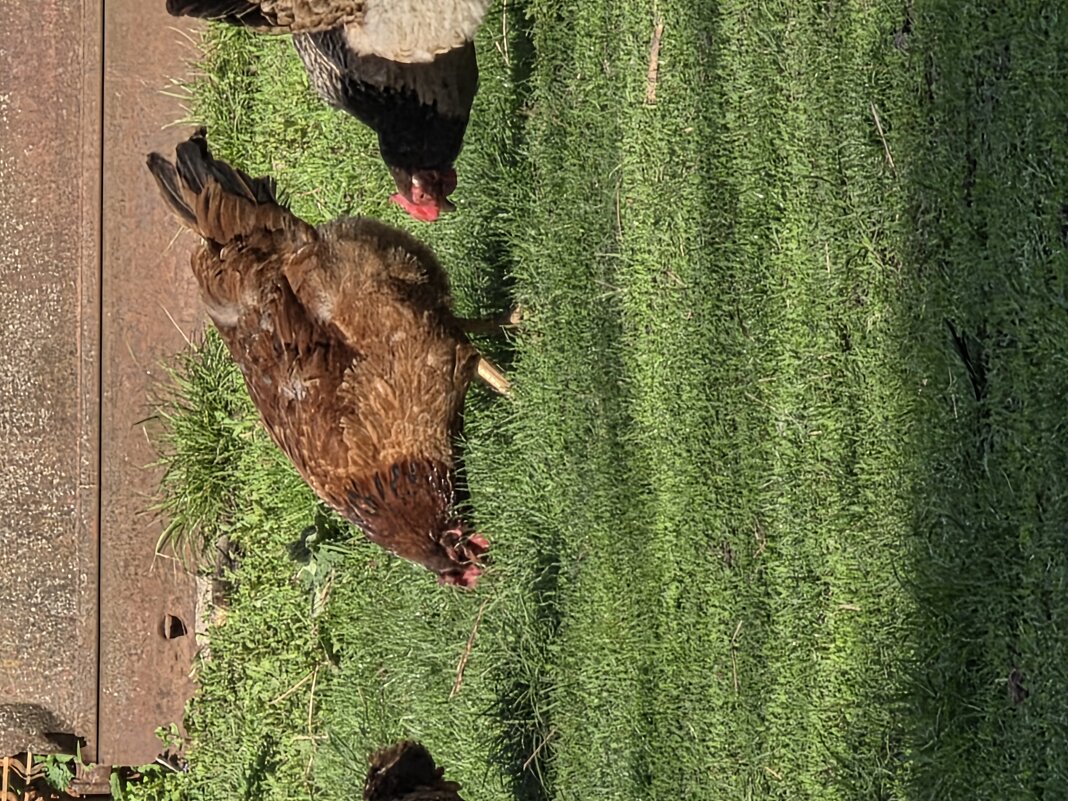 Красавица - Алексей Домрин