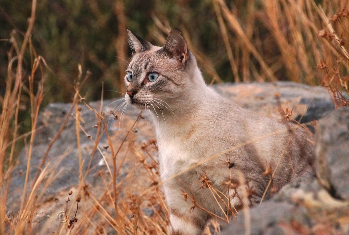 Критянин - kolyeretka 