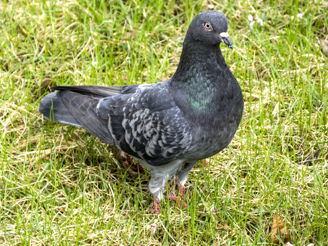 Голубь сизокрылый - Валентин Семчишин