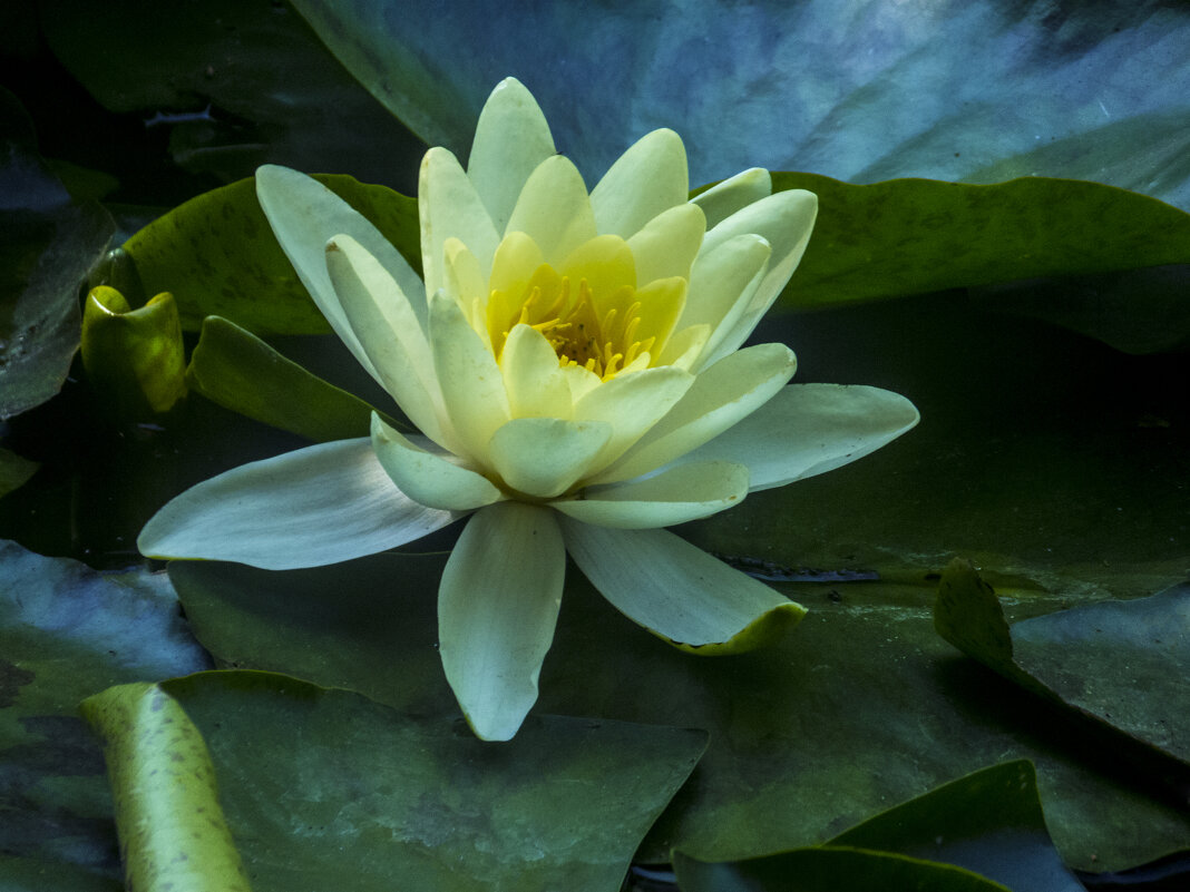 Водяная лилия - Валентин Семчишин