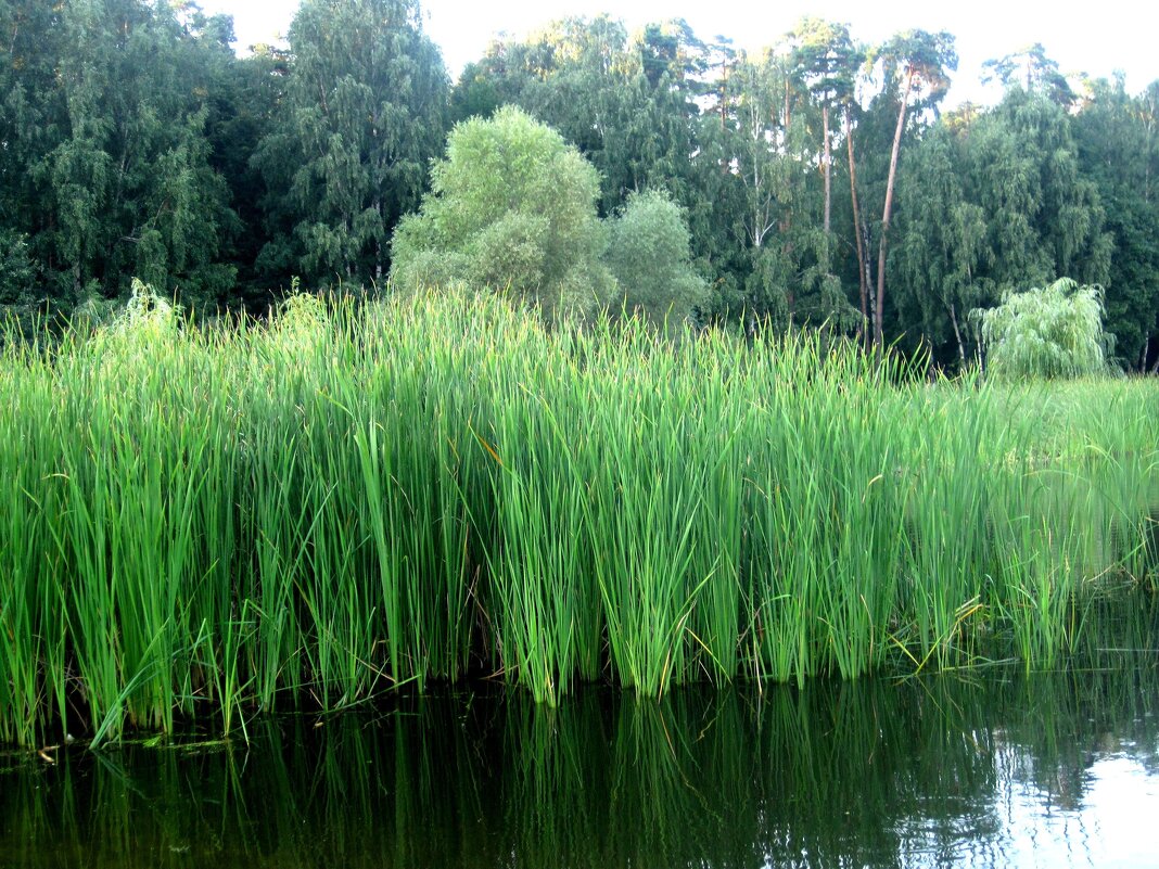Это было недавно,это было давно - Елена Семигина