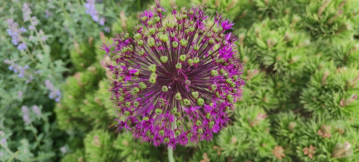 Краски лета - rimgis 