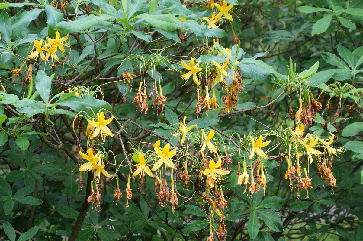 Рододендрон жёлтый - Рита Симонова Рододендрон жёлтый - Рита Симонова
