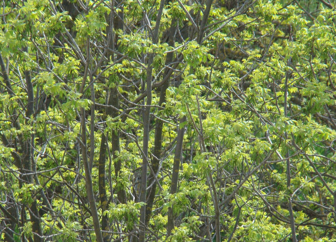 "Будет апрель!" Ю.Левитанский - Syntaxist (Светлана)