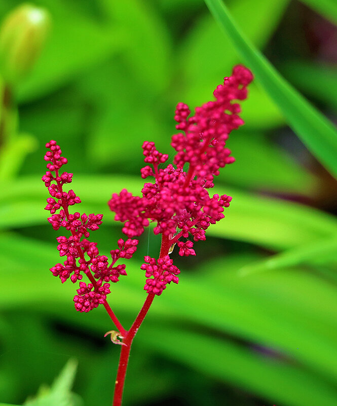 Астильба - Светлана 