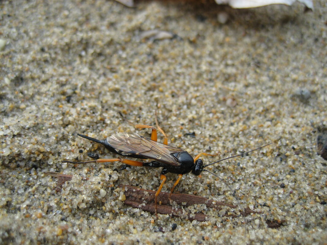 Наездник - Anna Ivanova