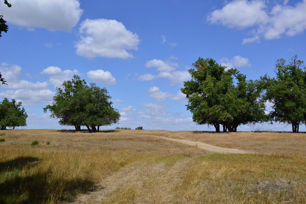 Местные виды. - Виктор 