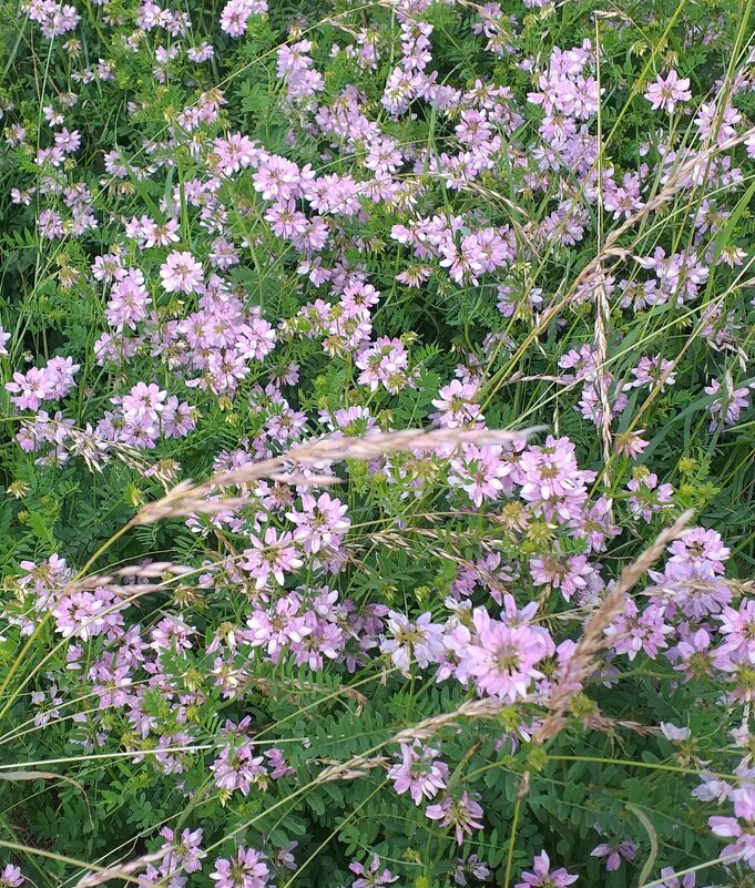 цветочная вязь - Галина Флора цветочная вязь - Галина Флора