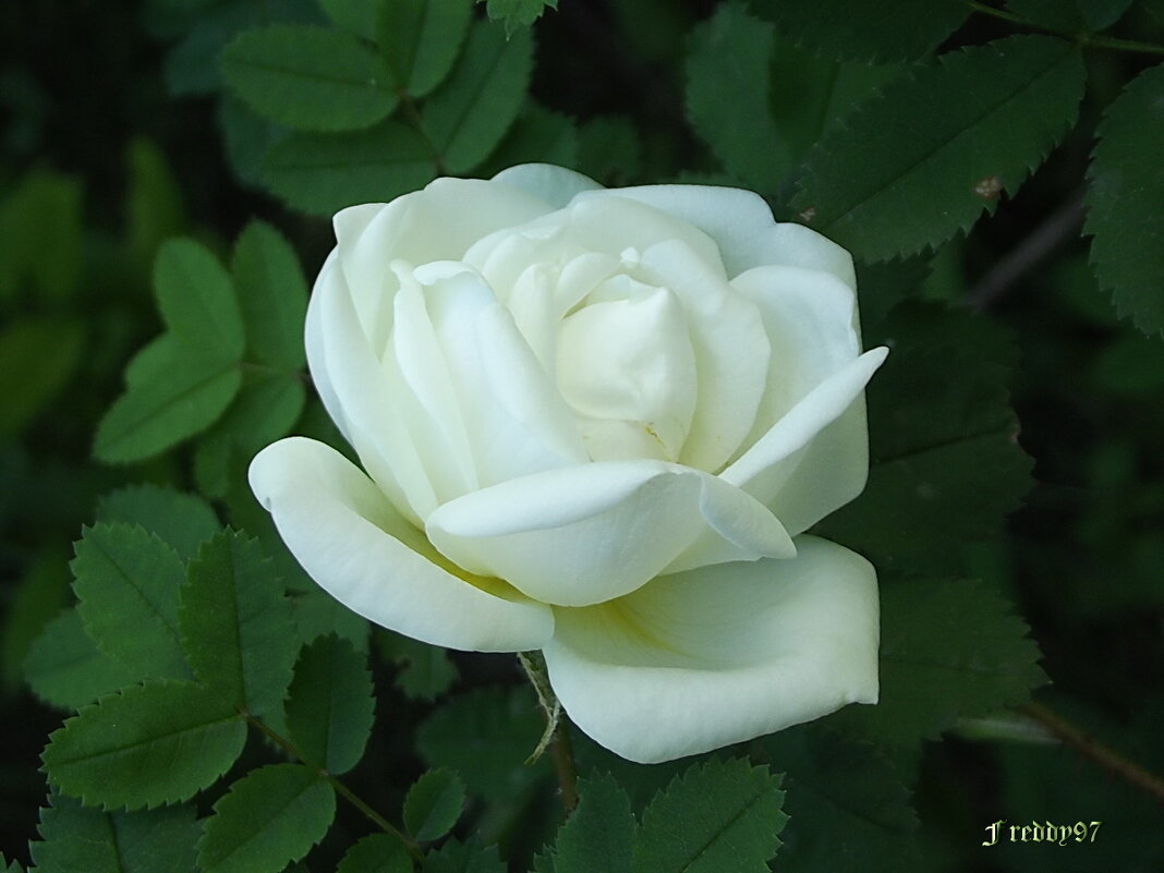 Роза - Freddy 97 Роза - Freddy 97