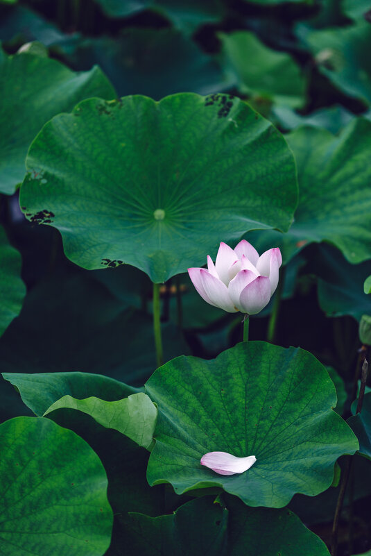 Лотосы в парке - Дмитрий Лотосы в парке - Дмитрий