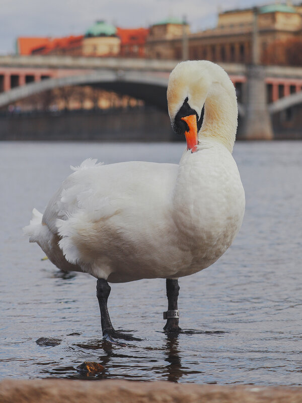 Лебедь - Yana Ryz