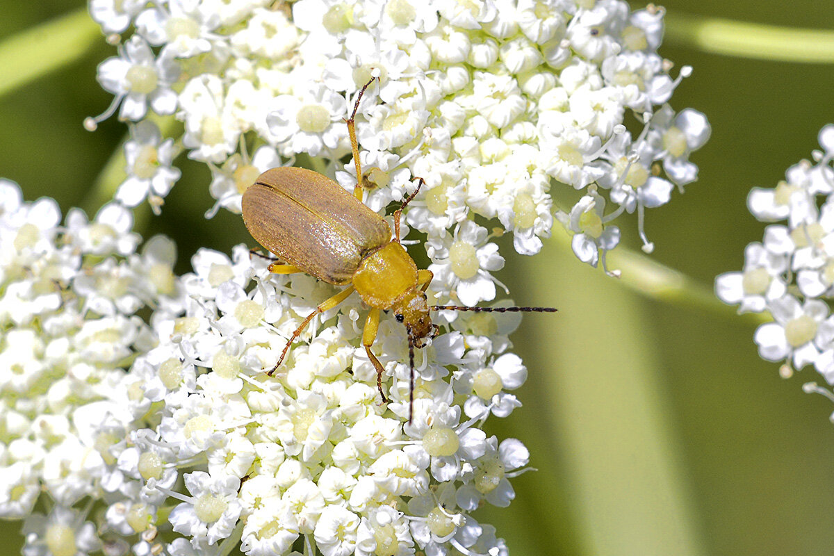 Земляничный  листоед - Геннадий Супрун