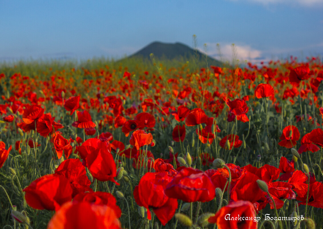 маки Ставрополья - Александр Богатырёв маки Ставрополья - Александр Богатырёв